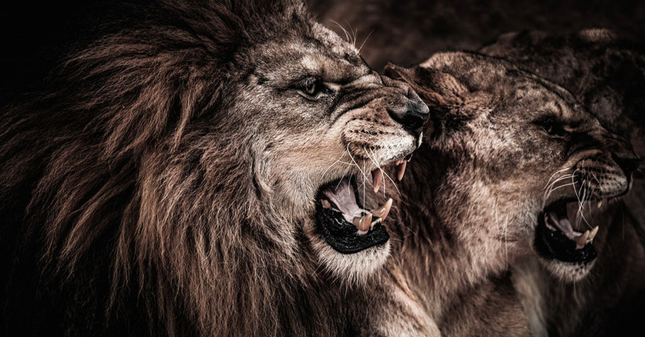 Lion-Hearted: Your Best Defense Against the Harshness of Life